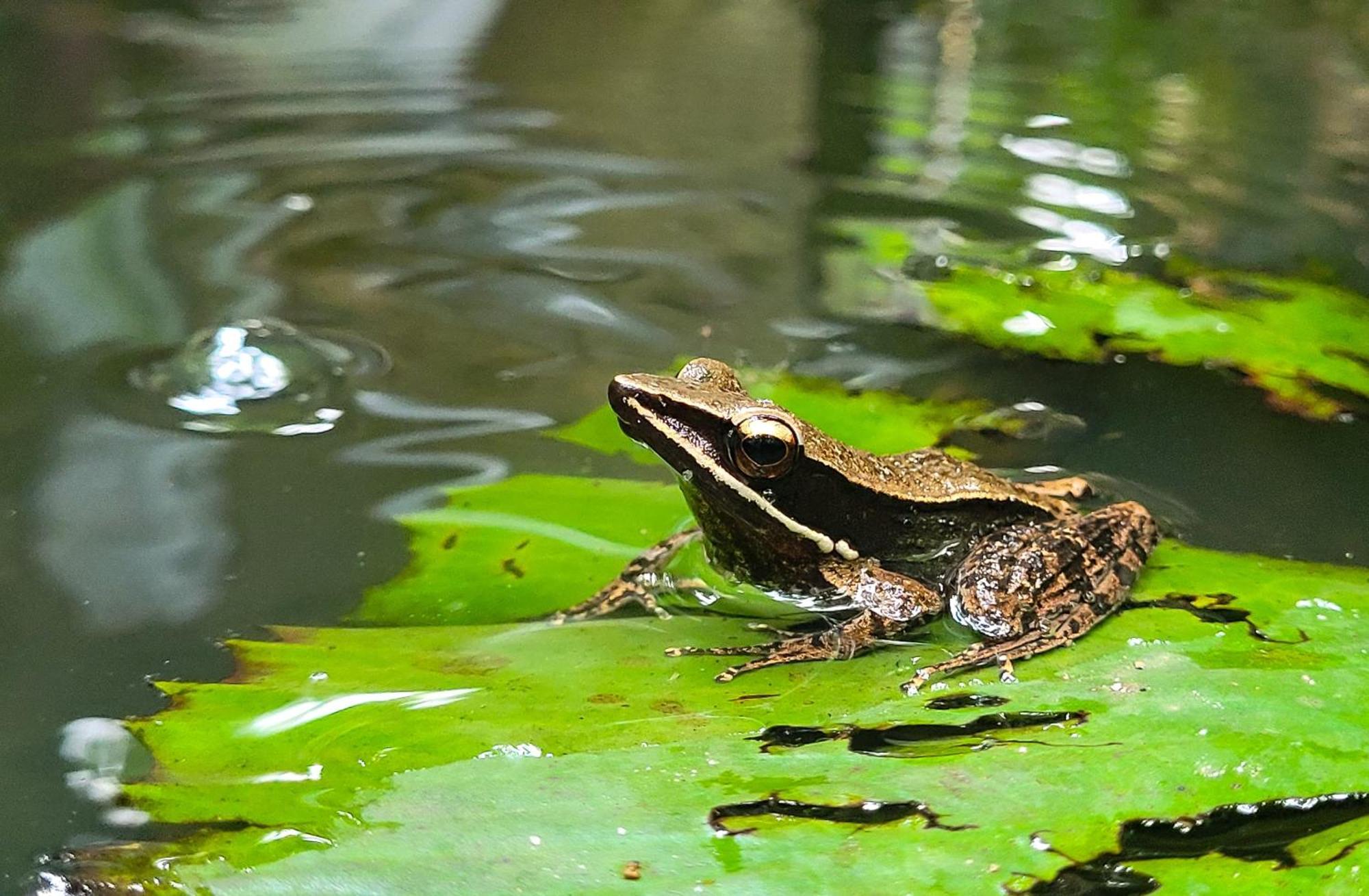 Monsoon Retreats Ecostay Thekkady Buitenkant foto