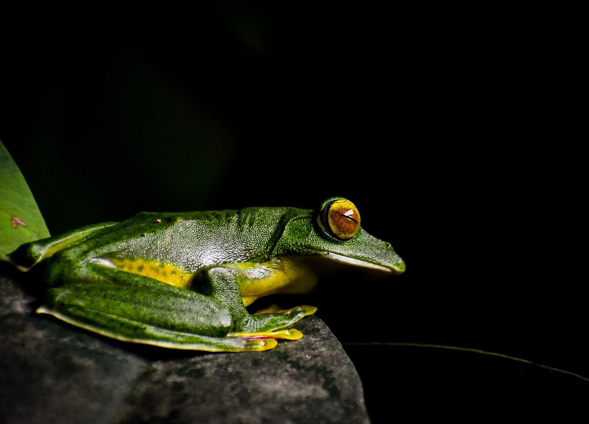 Monsoon Retreats Ecostay Thekkady Buitenkant foto