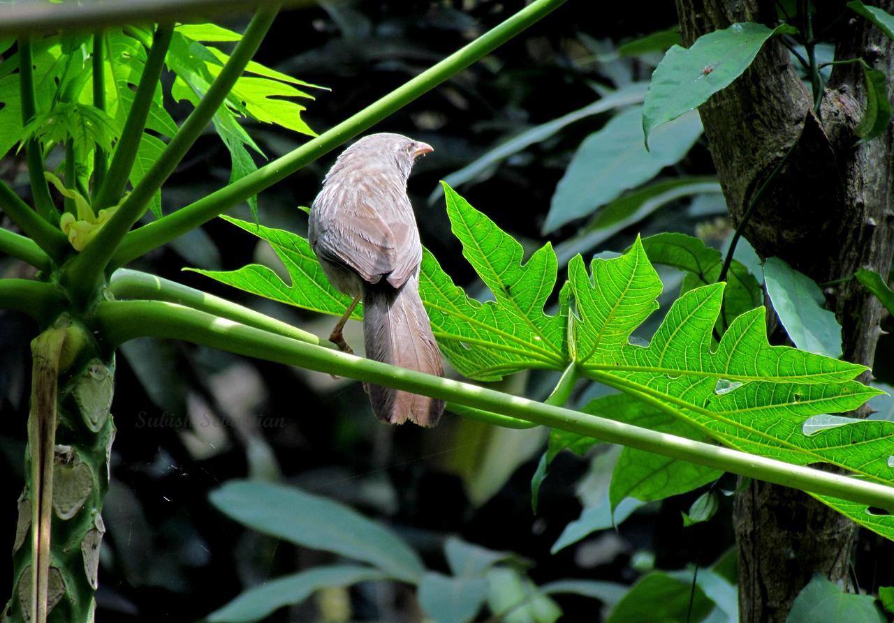 Monsoon Retreats Ecostay Thekkady Buitenkant foto