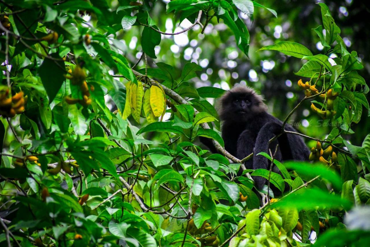 Monsoon Retreats Ecostay Thekkady Buitenkant foto